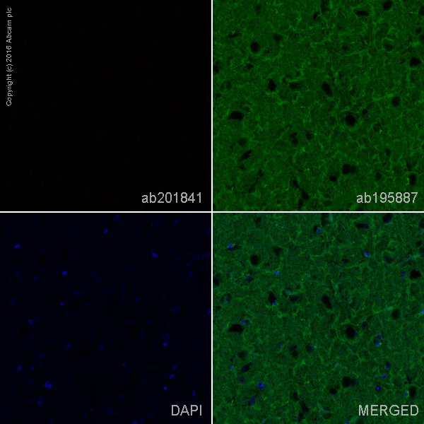 Alexa Fluor® 647 Anti-Human IgG 抗体 [EPR12700] (ab201841) | Abcam