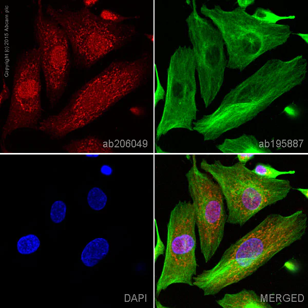 Immunocytochemistry/ Immunofluorescence - Alexa Fluor® 647 Anti-Huntingtin antibody [EP867Y] (AB206049)