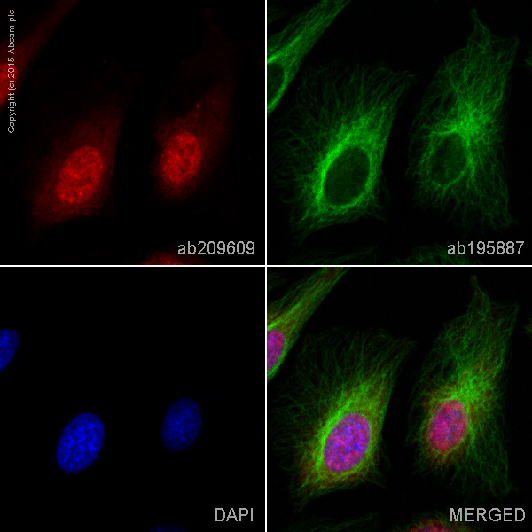 Immunocytochemistry/ Immunofluorescence - Alexa Fluor® 647 Anti-HuR / ELAVL1 antibody [EPR17397] (AB209609), expandable thumbnail