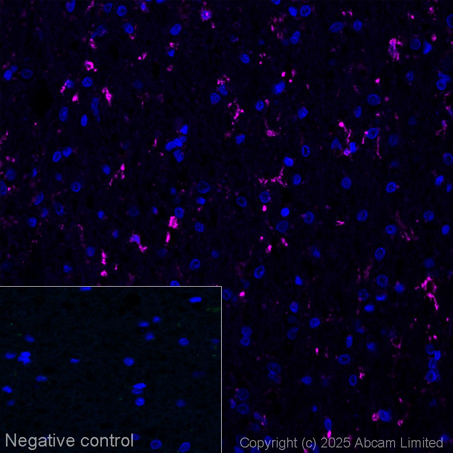 Alexa Fluor® 647 conjugated Anti-Iba1 antibody [EPR16588