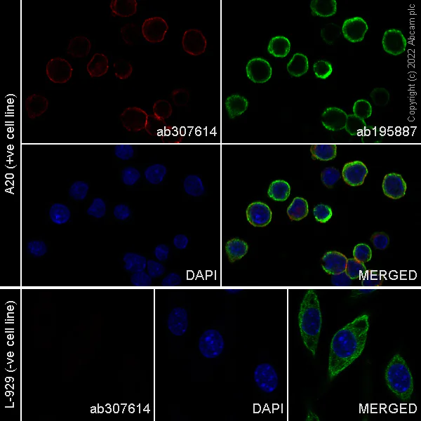 Immunocytochemistry/ Immunofluorescence - Alexa Fluor® 647 Anti-ICAM1 antibody [EPR22161-284] (AB307614)