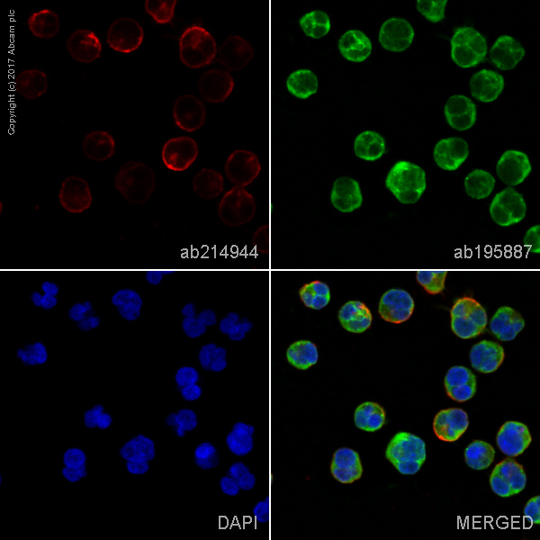 Immunocytochemistry/ Immunofluorescence - Alexa Fluor® 647 Anti-ICAM1 antibody [EPR4776] (AB214944)