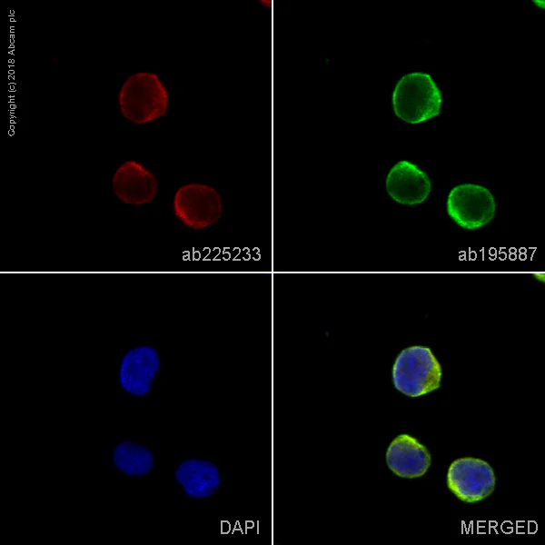 Immunocytochemistry/ Immunofluorescence - Alexa Fluor® 647 Anti-IGBP1 antibody [EPR12315] (AB225233)