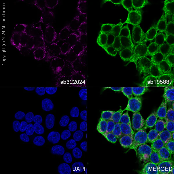 Immunocytochemistry/ Immunofluorescence - Alexa Fluor® 647 Anti-IGF2BP2/IMP-2 antibody [EPR6741(B)] (AB322024)