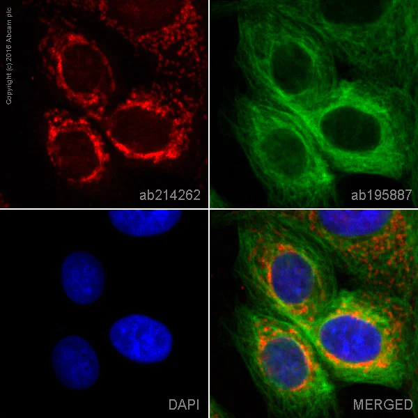 Immunocytochemistry/ Immunofluorescence - Alexa Fluor® 647 Anti-IGFBP7 antibody [EPR11912(B)] (AB214262)