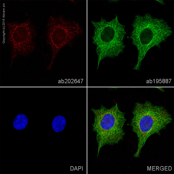 Immunocytochemistry/ Immunofluorescence - Alexa Fluor® 647 Anti-IKB alpha antibody [E130] (AB202647)