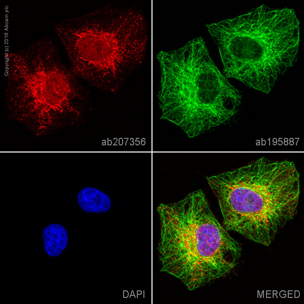 Immunocytochemistry/ Immunofluorescence - Alexa Fluor® 647 Anti-IKB alpha antibody [EP697] (AB207356), expandable thumbnail