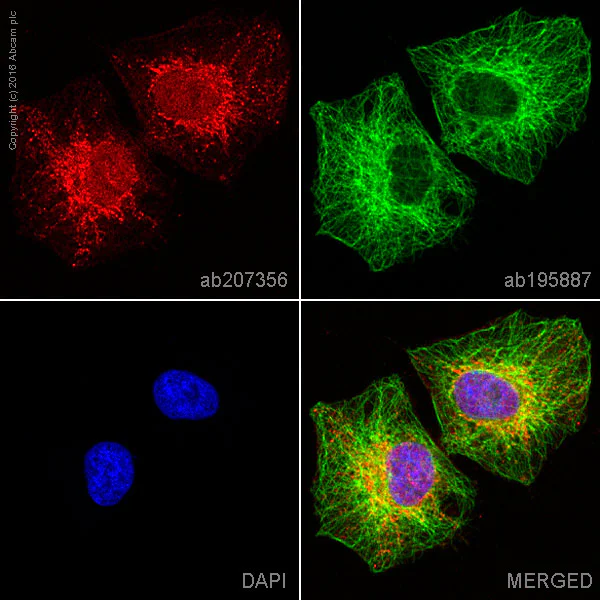 Immunocytochemistry/ Immunofluorescence - Alexa Fluor® 647 Anti-IKB alpha antibody [EP697] (AB207356)