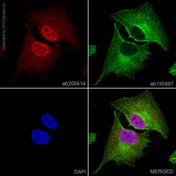 Immunocytochemistry/ Immunofluorescence - Alexa Fluor® 647 Anti-IKK alpha antibody [Y463] (AB200414)