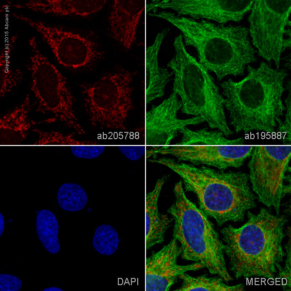 Immunocytochemistry/ Immunofluorescence - Alexa Fluor® 647 Anti-IKK gamma/NEMO antibody [EPR16629] (AB205788)