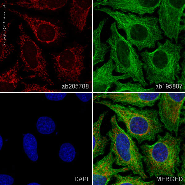 Immunocytochemistry/ Immunofluorescence - Alexa Fluor® 647 Anti-IKK gamma/NEMO antibody [EPR16629] (AB205788)