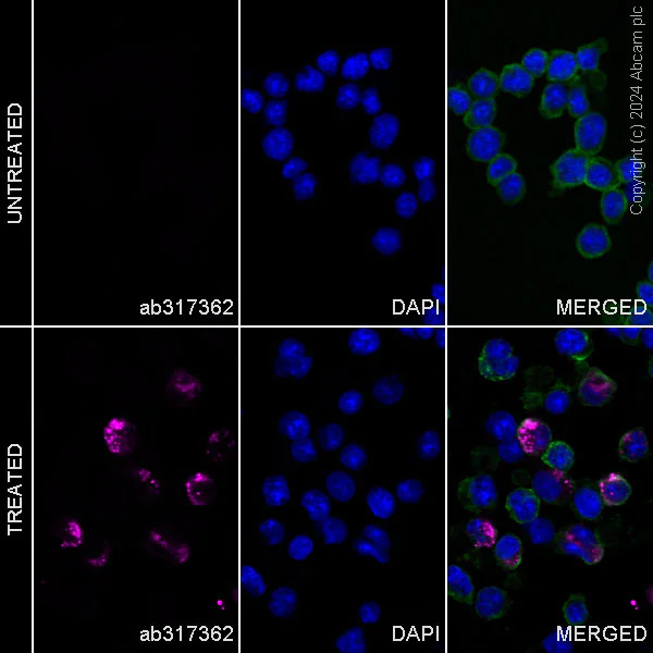 Immunocytochemistry/ Immunofluorescence - Alexa Fluor® 647 Anti-IL-17A antibody [EPR26410-51] (AB317362)