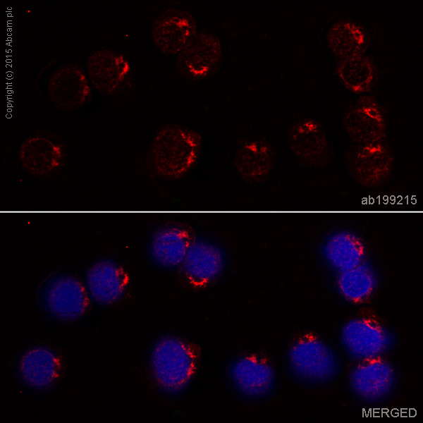Immunocytochemistry/ Immunofluorescence - Alexa Fluor® 647 Anti-IL-2 antibody [EPR2780] (AB199215)