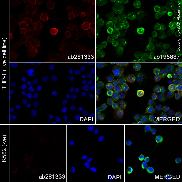 Immunocytochemistry/ Immunofluorescence - Alexa Fluor® 647 Anti-IL3RA/CD123 antibody [EPR24481-20] (AB281333)