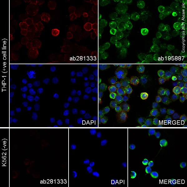 Immunocytochemistry/ Immunofluorescence - Alexa Fluor® 647 Anti-IL3RA/CD123 antibody [EPR24481-20] (AB281333)