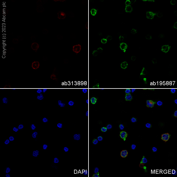 Immunocytochemistry/ Immunofluorescence - Alexa Fluor® 647 Anti-ILT-4 antibody [EPR22081] (AB313898), expandable thumbnail