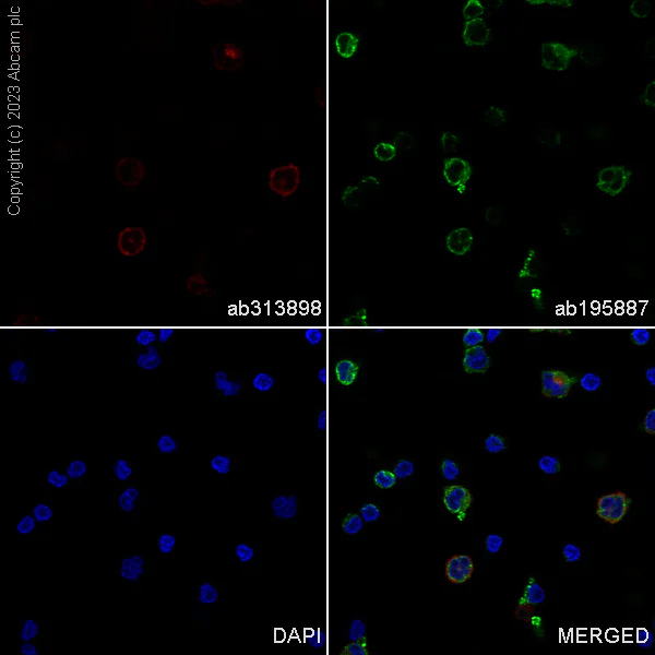 Immunocytochemistry/ Immunofluorescence - Alexa Fluor® 647 Anti-ILT-4 antibody [EPR22081] (AB313898)