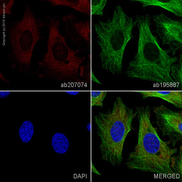 Immunocytochemistry/ Immunofluorescence - Alexa Fluor® 647 Anti-IMP3 antibody [EPR12021] (AB207074)