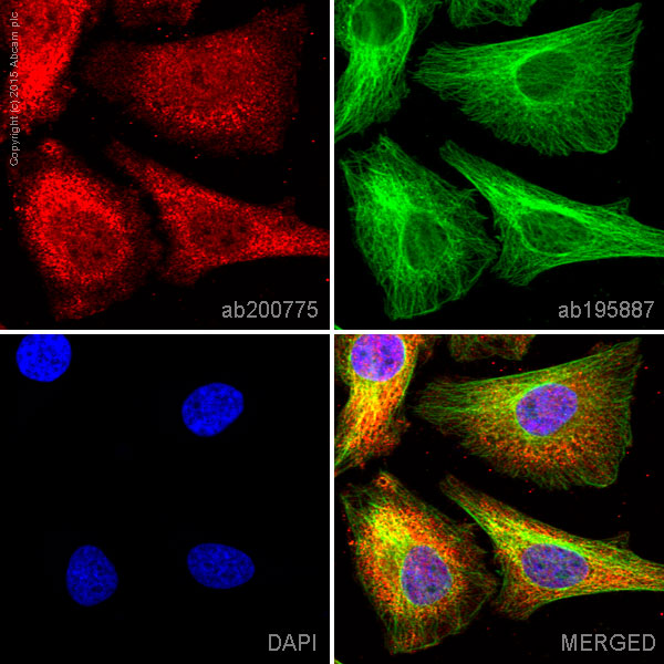 Immunocytochemistry/ Immunofluorescence - Alexa Fluor® 647 Anti-IMPDH2 antibody [EPR8364(B)] (AB200775), expandable thumbnail