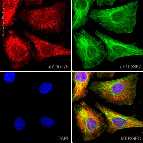 Immunocytochemistry/ Immunofluorescence - Alexa Fluor® 647 Anti-IMPDH2 antibody [EPR8364(B)] (AB200775)