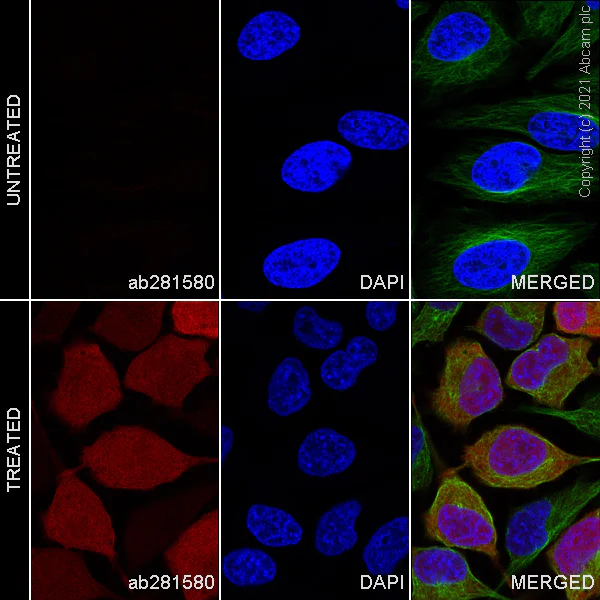 Immunocytochemistry/ Immunofluorescence - Alexa Fluor® 647 Anti-Indoleamine 2, 3-dioxygenase antibody [EPR20374] (AB281580)