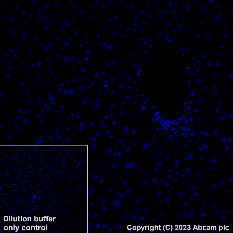 Immunohistochemistry (Formalin/PFA-fixed paraffin-embedded sections) - Alexa Fluor® 647 Anti-Indoleamine 2, 3-dioxygenase antibody [EPR28349-89] (AB317668), expandable thumbnail