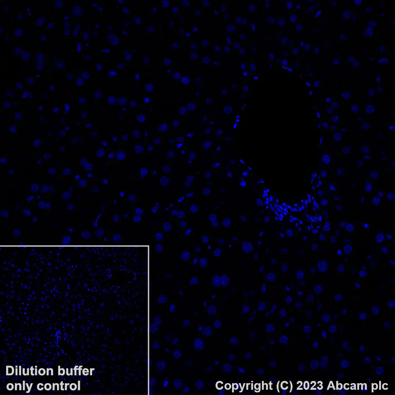 Immunohistochemistry (Formalin/PFA-fixed paraffin-embedded sections) - Alexa Fluor® 647 Anti-Indoleamine 2, 3-dioxygenase antibody [EPR28349-89] (AB317668)