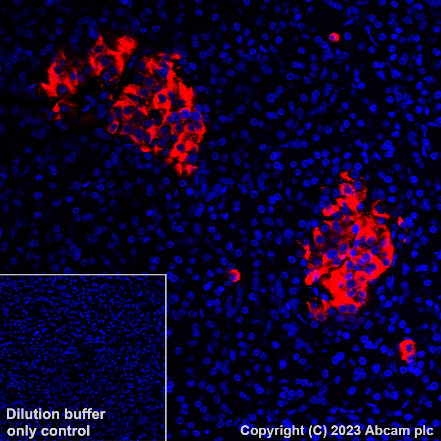 Immunohistochemistry (Formalin/PFA-fixed paraffin-embedded sections) - Alexa Fluor® 647 Anti-Insulin antibody [EPR3074] (AB309368), expandable thumbnail