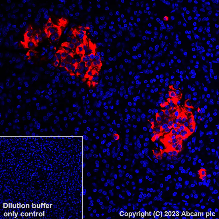 Immunohistochemistry (Formalin/PFA-fixed paraffin-embedded sections) - Alexa Fluor® 647 Anti-Insulin antibody [EPR3074] (AB309368)