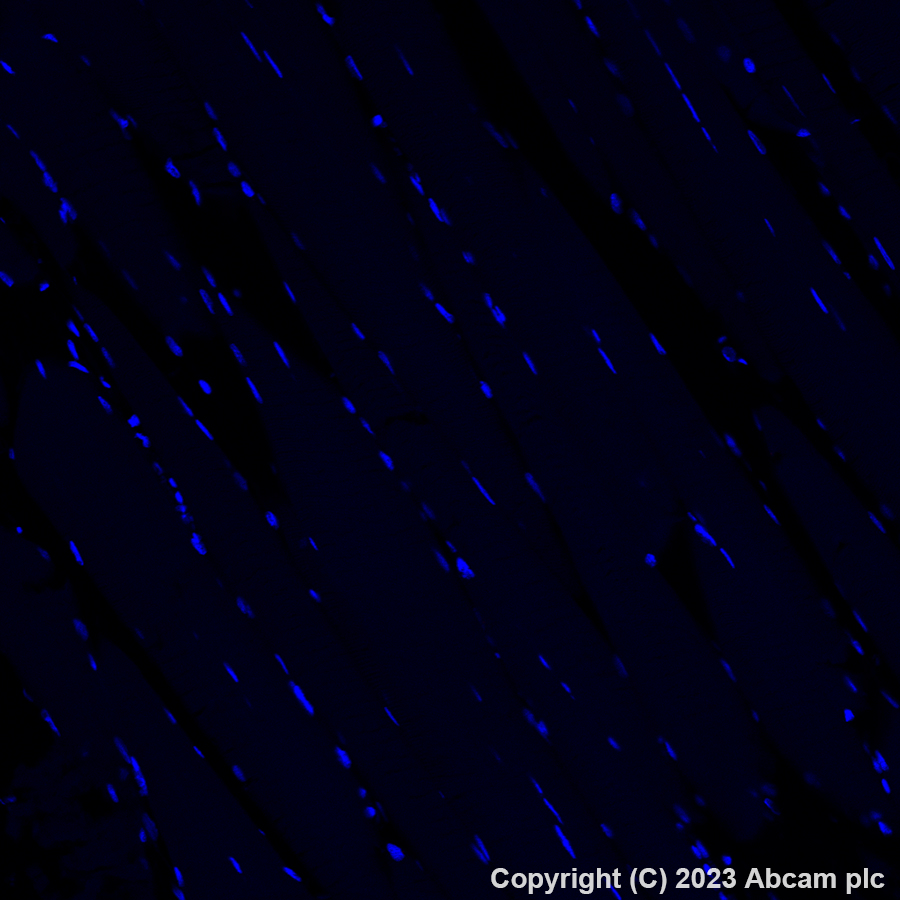 Immunohistochemistry (Formalin/PFA-fixed paraffin-embedded sections) - Alexa Fluor® 647 Anti-Insulin antibody [EPR3074] (AB309368), expandable thumbnail