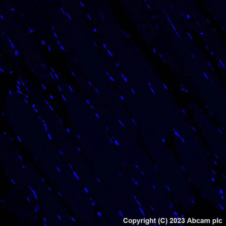 Immunohistochemistry (Formalin/PFA-fixed paraffin-embedded sections) - Alexa Fluor® 647 Anti-Insulin antibody [EPR3074] (AB309368)