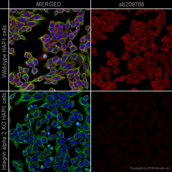 Immunocytochemistry/ Immunofluorescence - Alexa Fluor® 647 Anti-Integrin alpha 2 antibody [EPR17338] - C-terminal (AB209766), expandable thumbnail