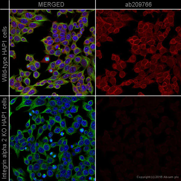 Immunocytochemistry/ Immunofluorescence - Alexa Fluor® 647 Anti-Integrin alpha 2 antibody [EPR17338] - C-terminal (AB209766)