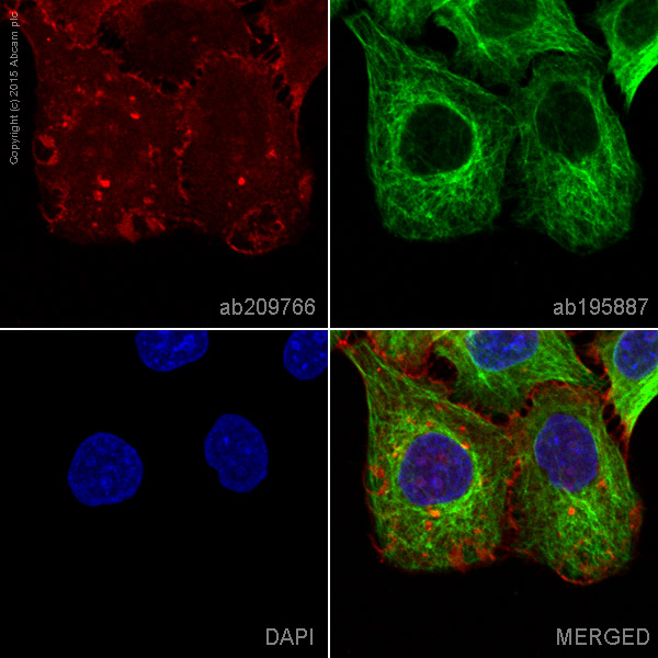 Immunocytochemistry/ Immunofluorescence - Alexa Fluor® 647 Anti-Integrin alpha 2 antibody [EPR17338] - C-terminal (AB209766), expandable thumbnail