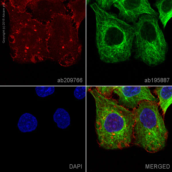 Immunocytochemistry/ Immunofluorescence - Alexa Fluor® 647 Anti-Integrin alpha 2 antibody [EPR17338] - C-terminal (AB209766)