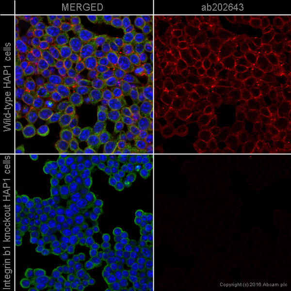 Immunocytochemistry/ Immunofluorescence - Alexa Fluor® 647 Anti-Integrin beta 1 antibody [12G10] (AB202643), expandable thumbnail