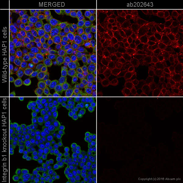 Anti-Integrin beta 1 Alexa Fluor® 647 antibody [12G10] (ab202643