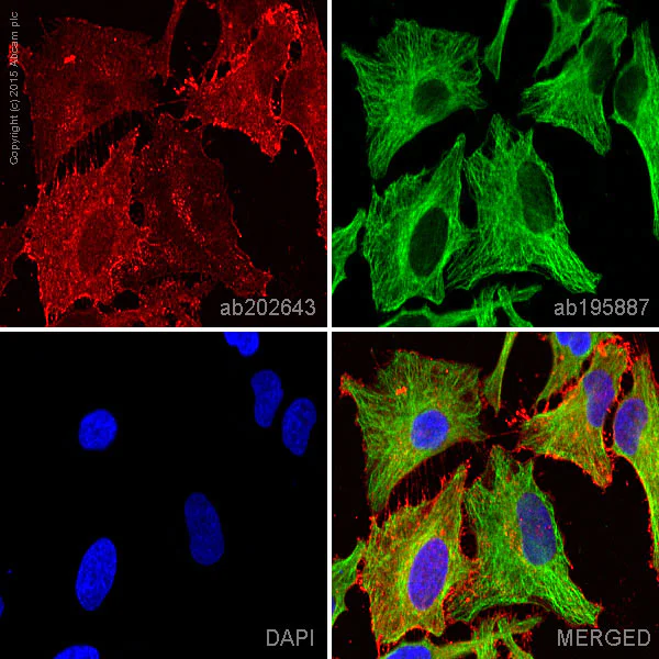 Anti-Integrin beta 1 Alexa Fluor® 647 antibody [12G10] (ab202643