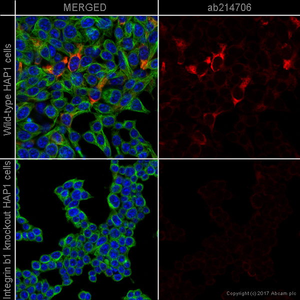 Immunocytochemistry/ Immunofluorescence - Alexa Fluor® 647 Anti-Integrin beta 1 antibody [EPR1040Y] (AB214706), expandable thumbnail
