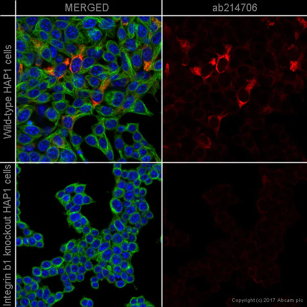 Immunocytochemistry/ Immunofluorescence - Alexa Fluor® 647 Anti-Integrin beta 1 antibody [EPR1040Y] (AB214706)