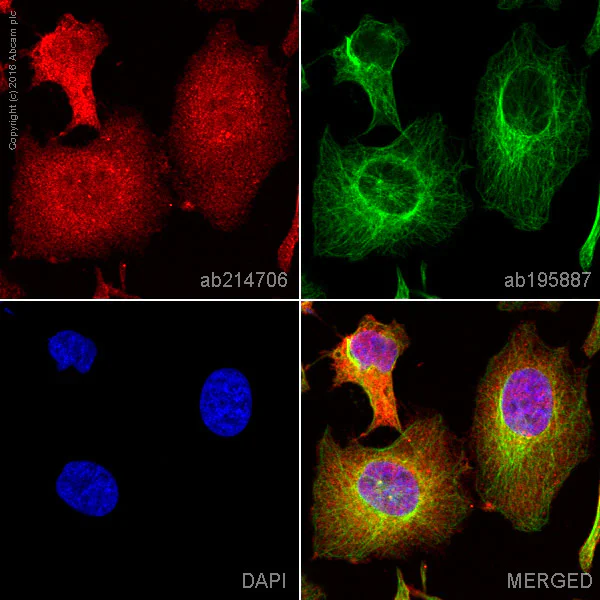 Immunocytochemistry/ Immunofluorescence - Alexa Fluor® 647 Anti-Integrin beta 1 antibody [EPR1040Y] (AB214706)