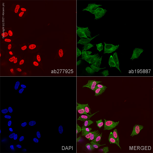 Immunocytochemistry - Alexa Fluor® 647 Anti-Islet 1 antibody [EP4182] - Neural Stem Cell Marker (AB277925), expandable thumbnail