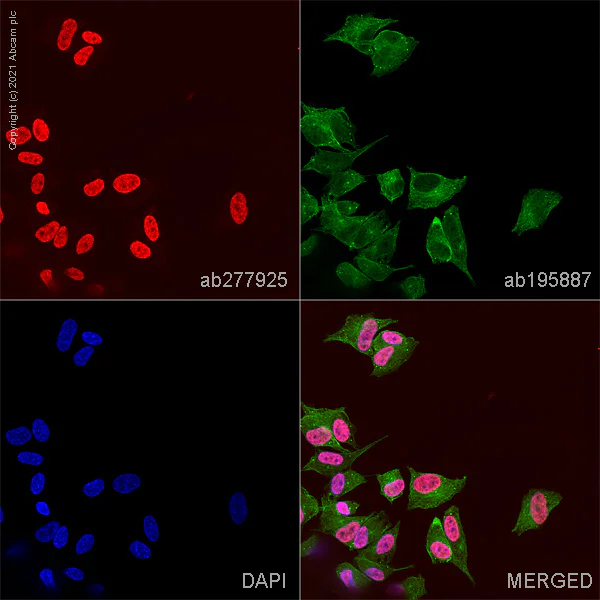 Anti-Islet 1 Alexa Fluor® 647 antibody [EP4182] (ab277925) IgG | Abcam