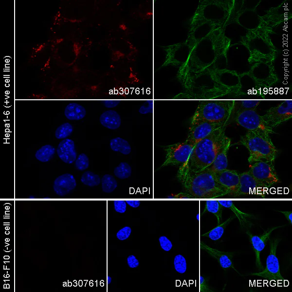 Immunocytochemistry/ Immunofluorescence - Alexa Fluor® 647 Anti-Jagged1 antibody [EPR26134-17] (AB307616)