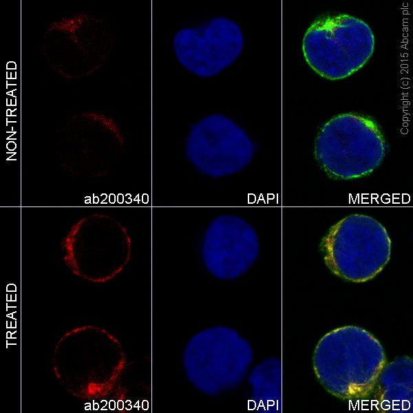 Immunocytochemistry/ Immunofluorescence - Alexa Fluor® 647 Anti-JAK2 (phospho Y1007 + Y1008) + JAK1 (phospho Y1034 + Y1035) antibody [E132] (AB200340), expandable thumbnail