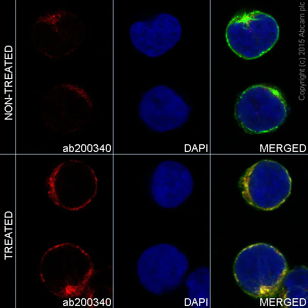 Immunocytochemistry/ Immunofluorescence - Alexa Fluor® 647 Anti-JAK2 (phospho Y1007 + Y1008) + JAK1 (phospho Y1034 + Y1035) antibody [E132] (AB200340)
