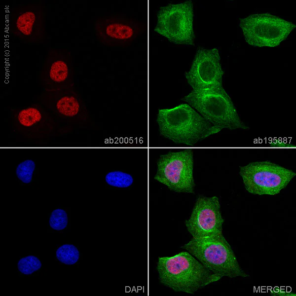 Immunocytochemistry/ Immunofluorescence - Alexa Fluor® 647 Anti-JunB antibody [EPR6518] (AB200516)