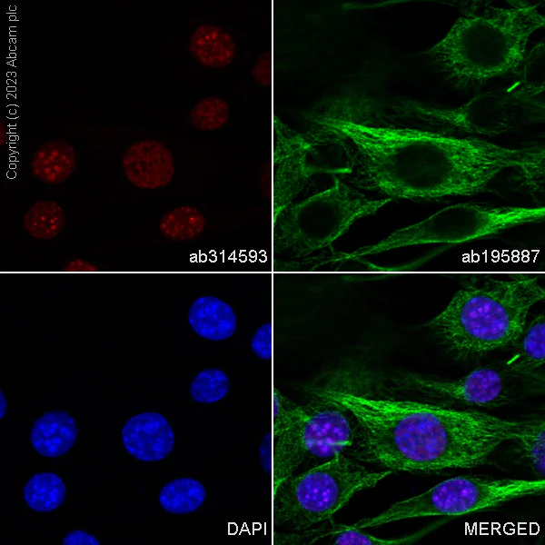 Immunocytochemistry/ Immunofluorescence - Alexa Fluor® 647 Anti-KAP1 antibody [EPR5216] (AB314593)