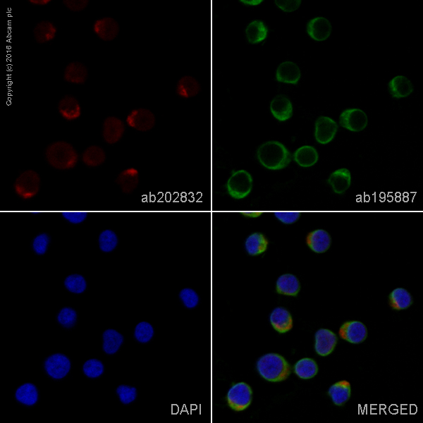 Immunocytochemistry/ Immunofluorescence - Alexa Fluor® 647 Anti-Kappa light chain antibody [EPR5367-8] (AB202832), expandable thumbnail