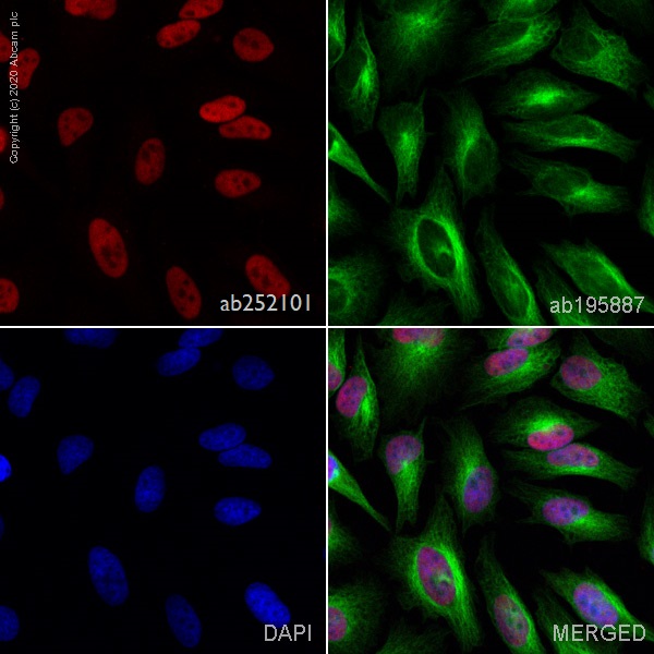 Immunocytochemistry/ Immunofluorescence - Alexa Fluor® 647 Anti-KAT1 / HAT1 antibody [EPR18775] (AB252101)